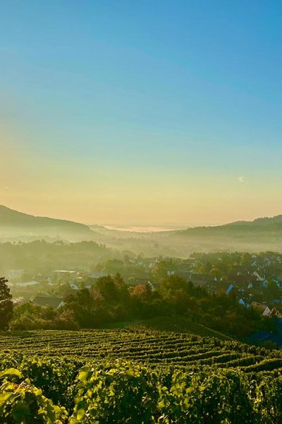 Weingut Merkle - Aussicht