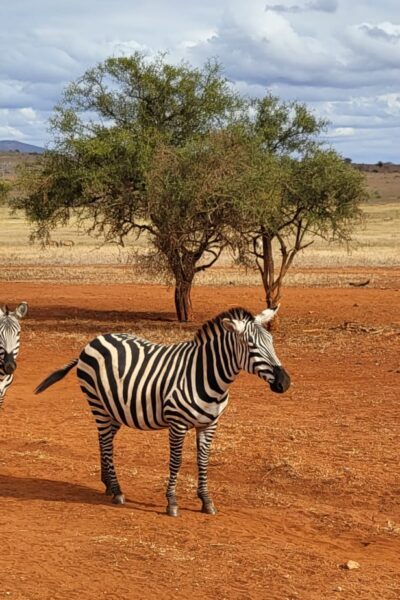 Afrika Plakat